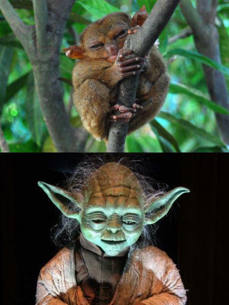 20110325 Philippine Tarsier - 필리핀안경원숭이.jpg 스타워즈 ‘요다’ 닮은 원숭이 화제 